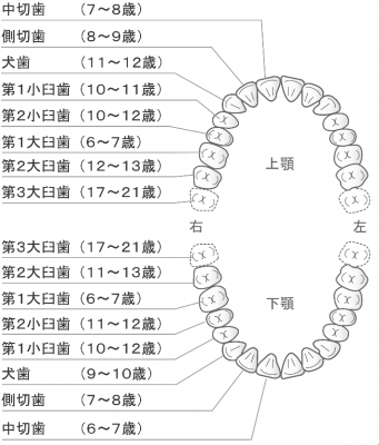 大人の歯への生え変わり時期 山形県米沢市 ウッディ歯科